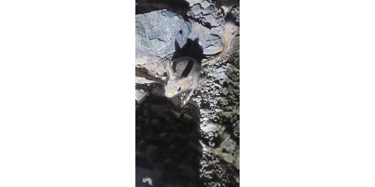 Tunceli’de nesli tükenme tehlikesi altında bulunan Arap tavşanı görüntülendi