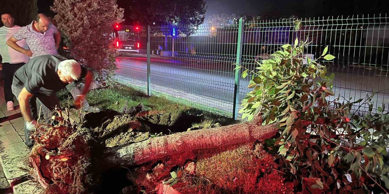 Hazardağlı Kavşağı’ndaki ağaçlar taşınarak korunuyor