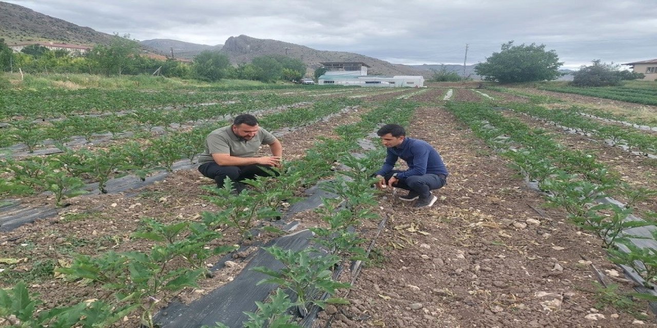 Kemah’ta modern yöntemlerle sebze yetiştiriliyor