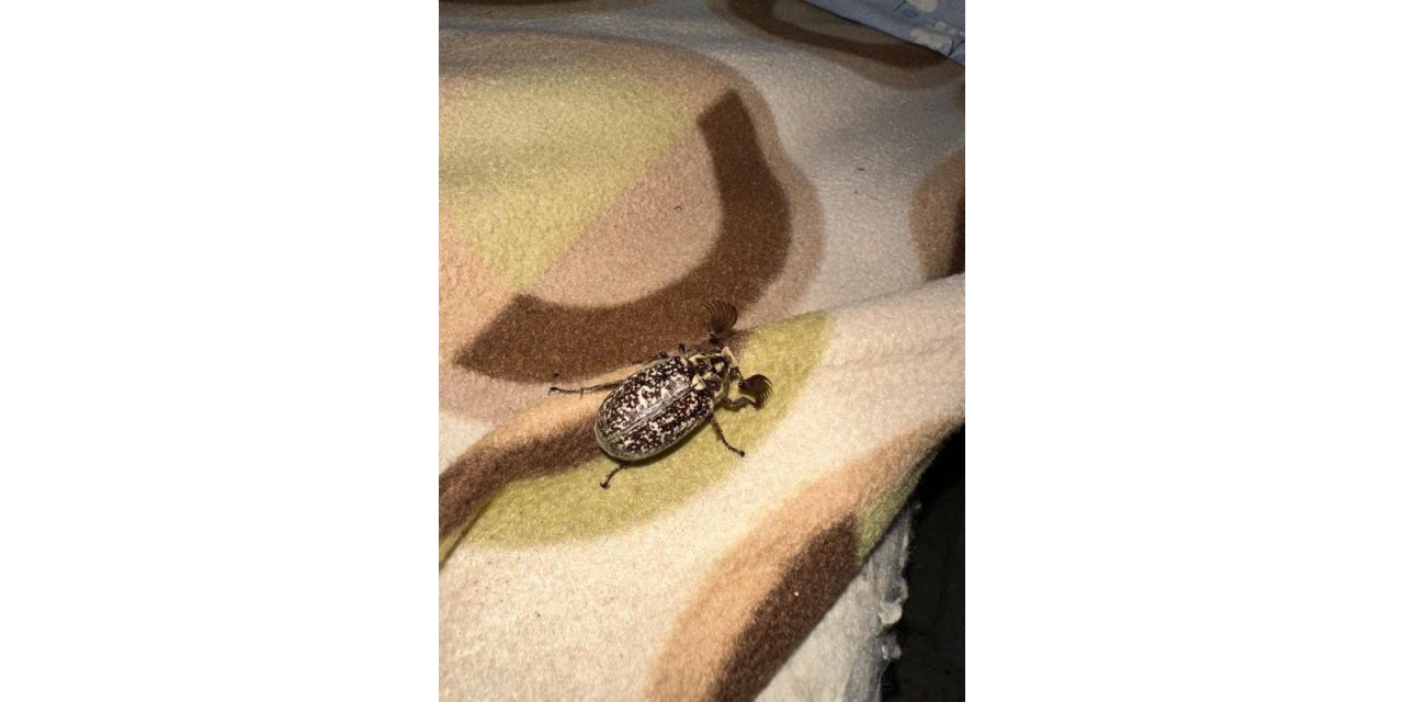 Dünyada nadiren görülen böcek Batman’da görüldü