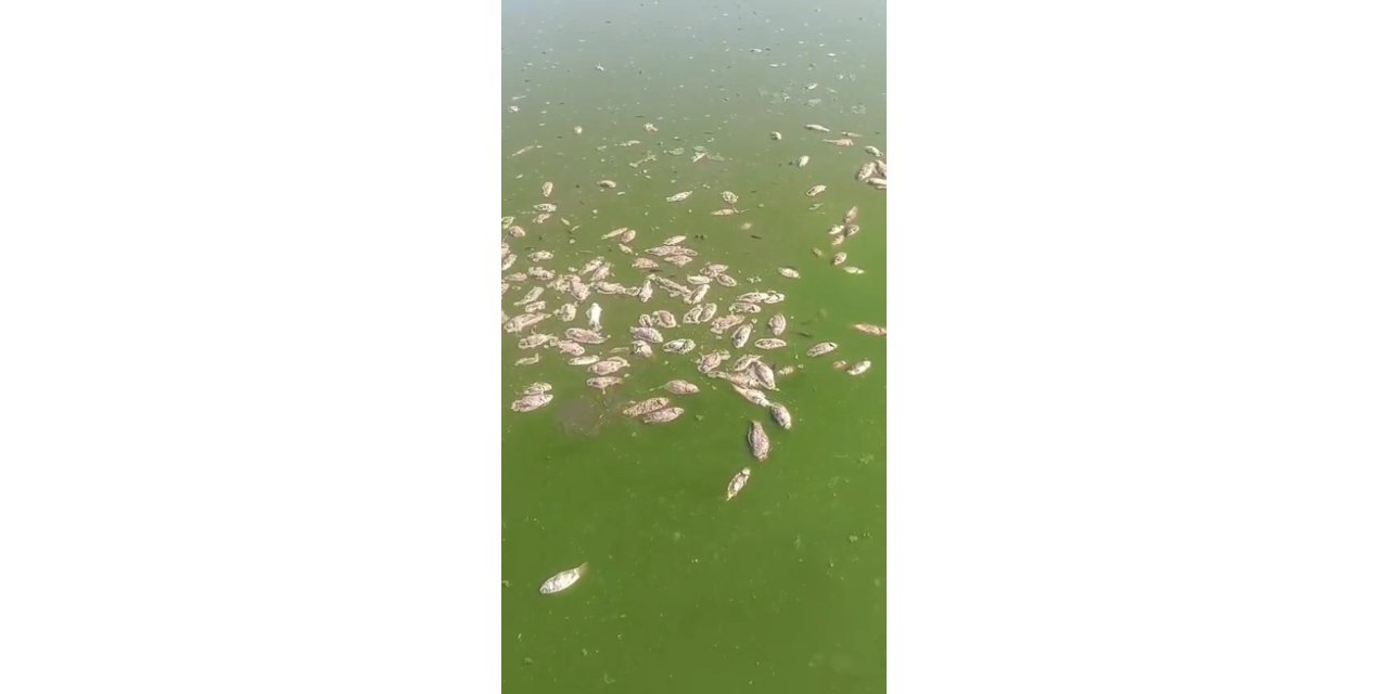 Şırnak'ta debisi düşen göletlerde toplu balık ölümleri yaşandı