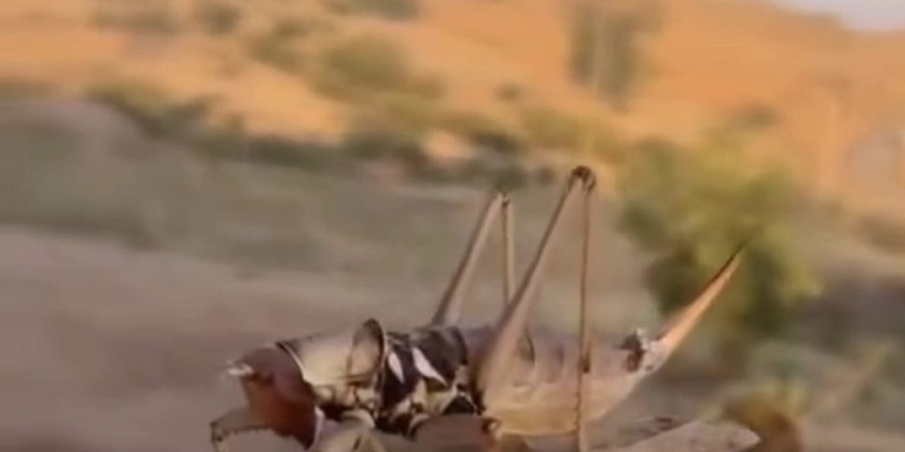 Batman'ın Kozluk ilçesinde dev etçil çekirge görüldü