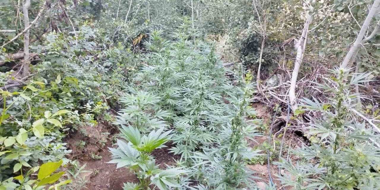 Bingöl’de uyuşturucu operasyonu: 1 kişi yakalandı