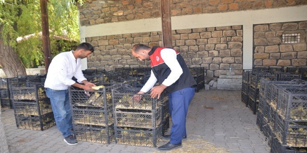 Bulanık’ta "Kaz Yetiştiriciliği" projesi