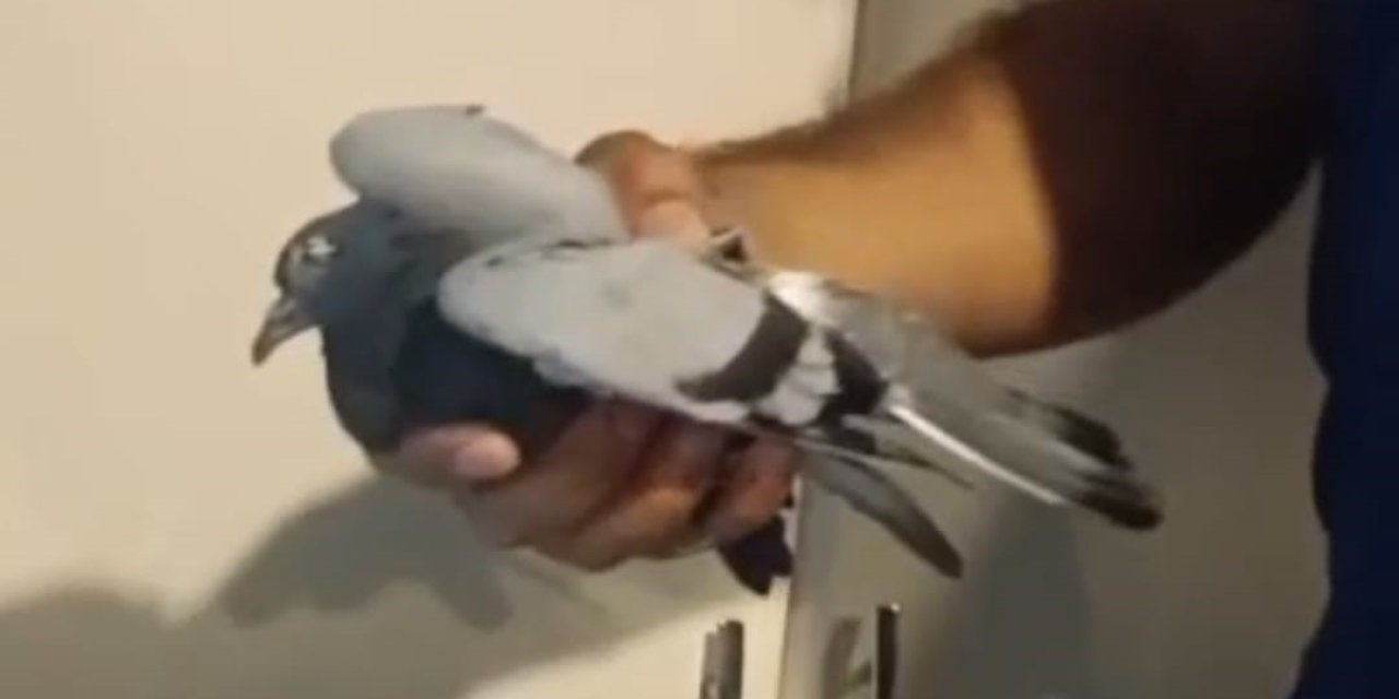 Batman'da havalandırma boşluğunda mahsur kalan güvercin kurtarıldı