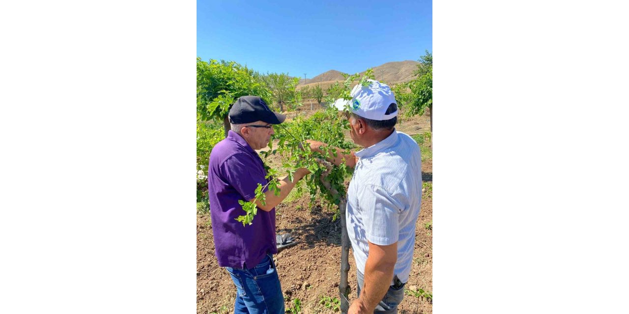 Elazığ’da dut bahçelerinde aşılama çalışması yapıldı