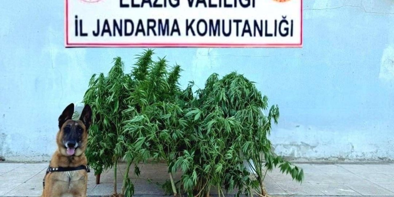 Elazığ’da tapulu arazide kenevir yakalandı