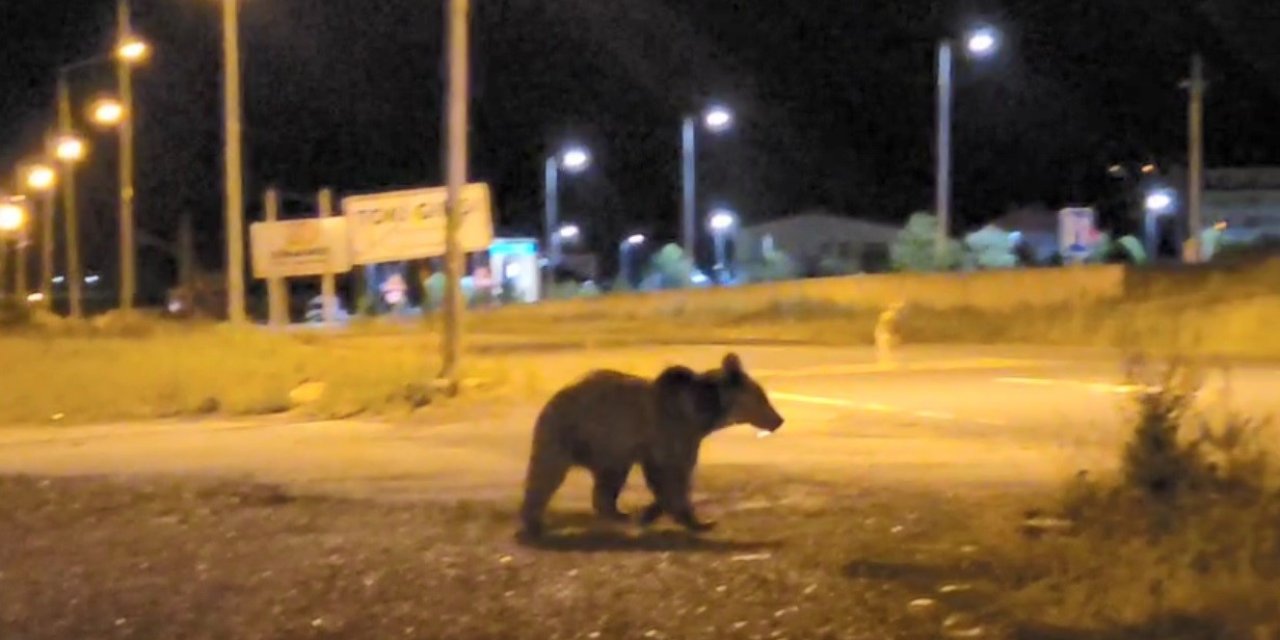 Sarıkamış’ta ayılar caddelerde