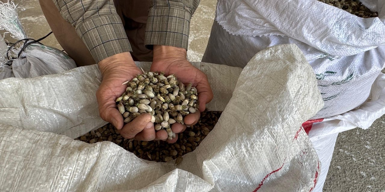 Kenger çekirdeği hasadı başladı: Yurt dışına ihracat artıyor