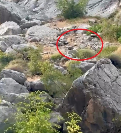 Erzincan Karanlık Kanyon’da anne ve yavru dağ keçisi görüntülendi