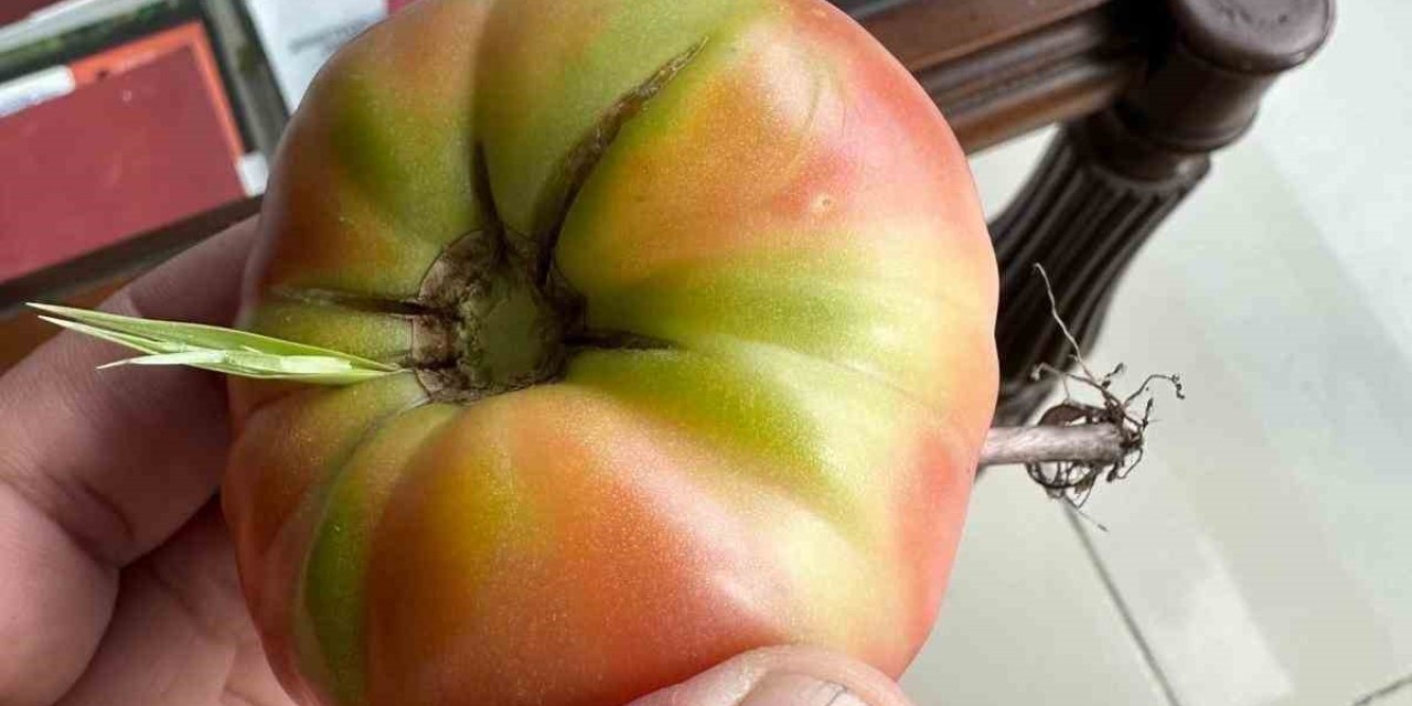 Şırnak’ta domatesin içinde ot yeşerdi