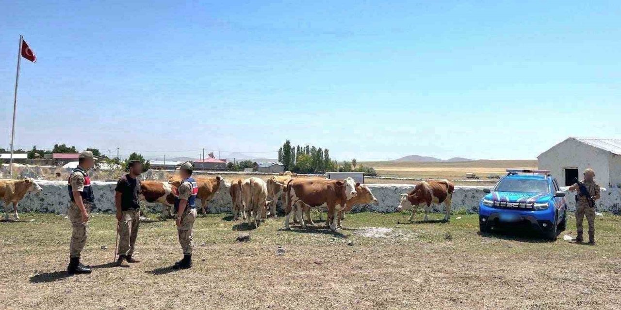 Kaybolan büyükbaş hayvanlar bulundu