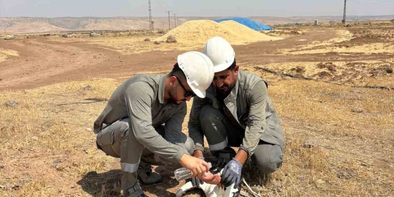 Mardin'de bitkin düşen leylek kurtarıldı