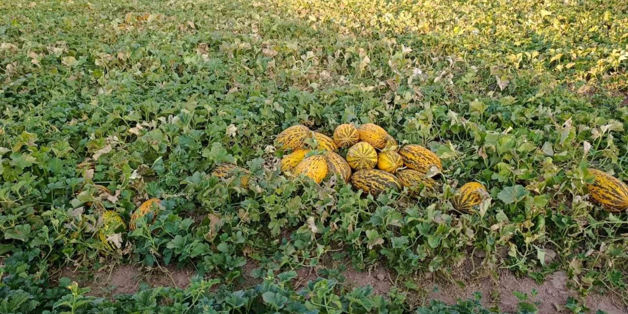 Malatya’da karpuz ve kavun hasadı sevindirdi