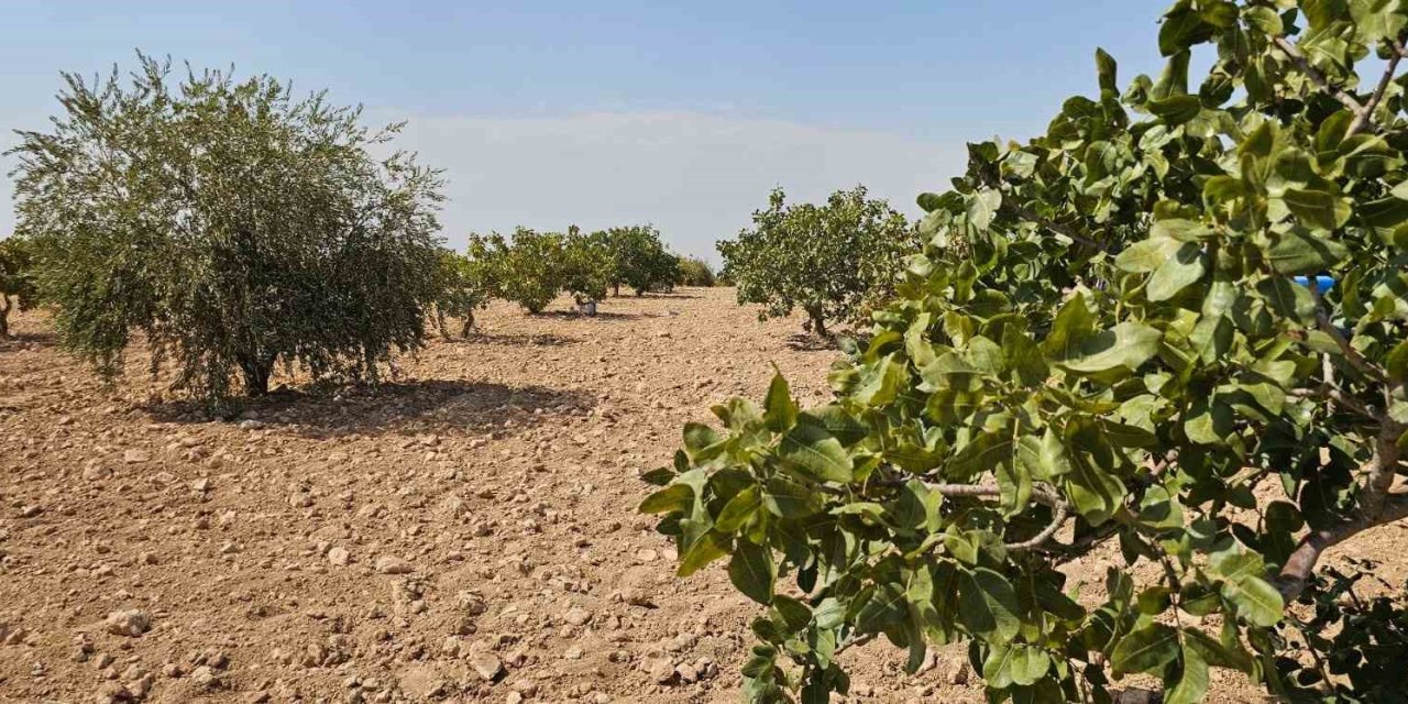 Antep fıstığı hasadı yaparken fenalaşan işçi yaşamını yitirdi