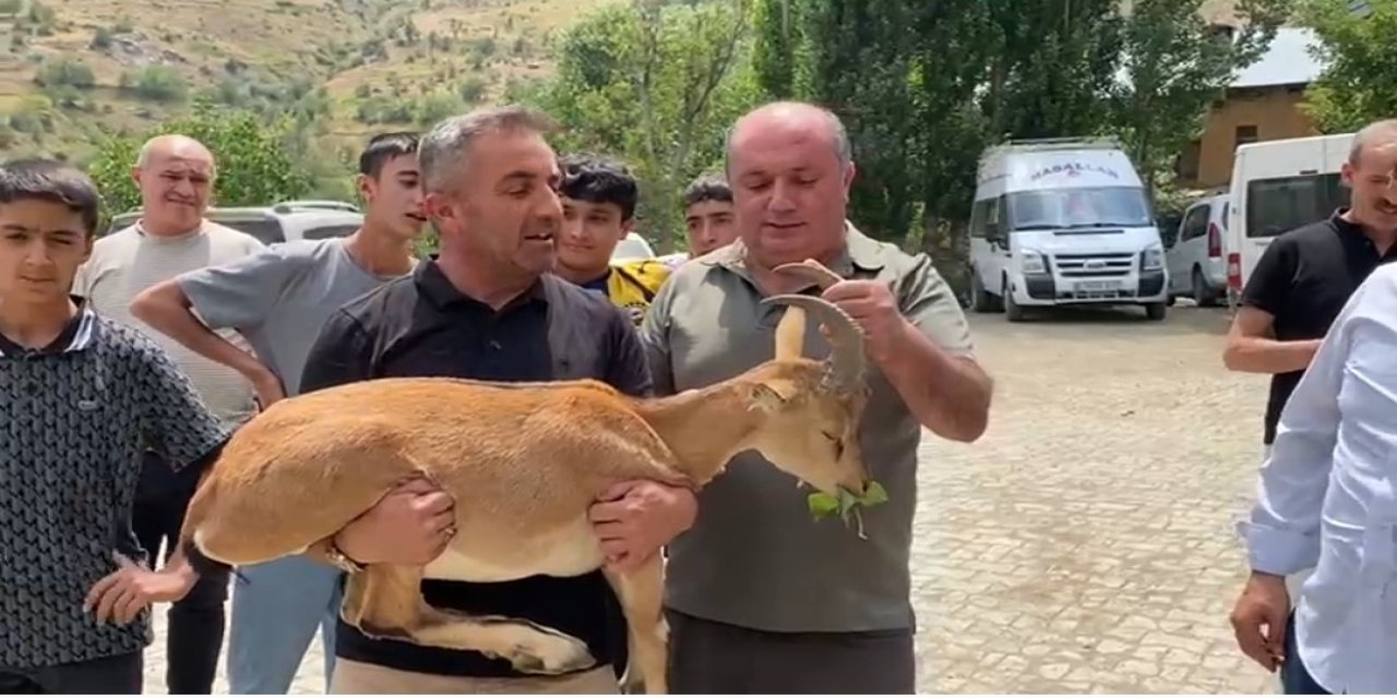 Van'da dağ keçisi yetkililere teslim edildi