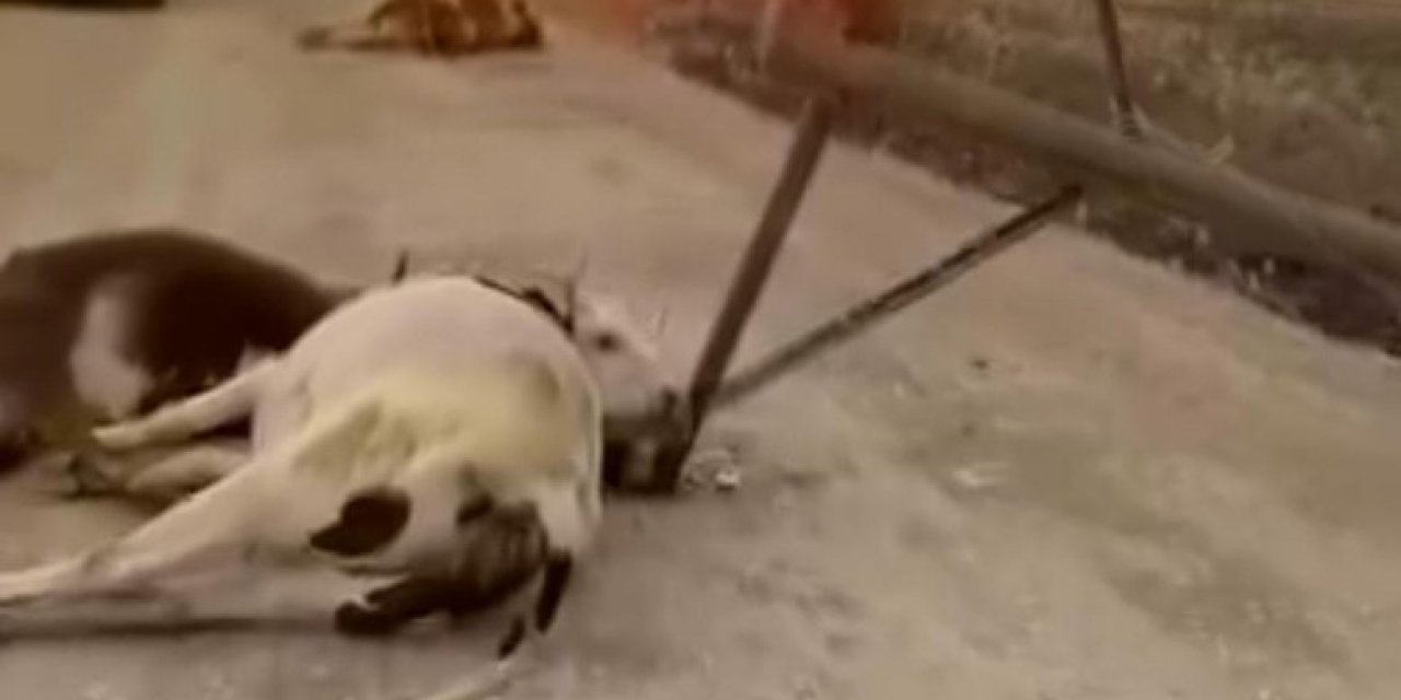 Fırtına elektrik direğini devirdi, 6 inek telef oldu