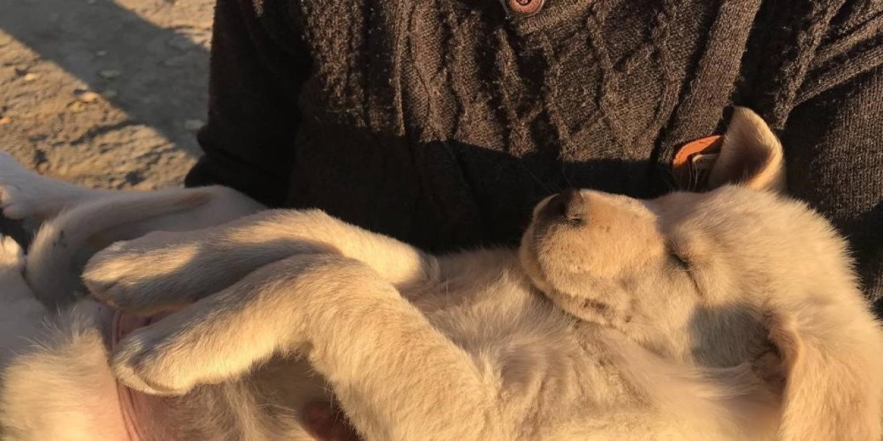 Sıcak havalar evcil hayvanları etkiliyor