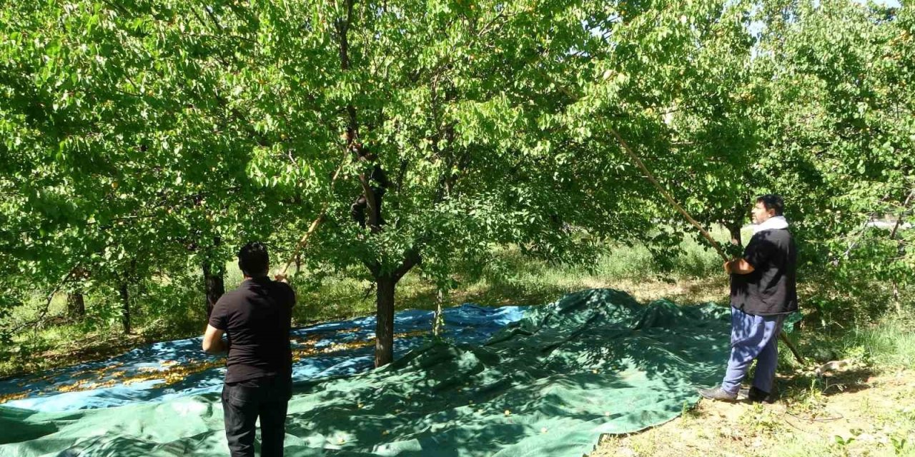 Zirai dona rağmen kuru kayısı ihracatı sürüyor