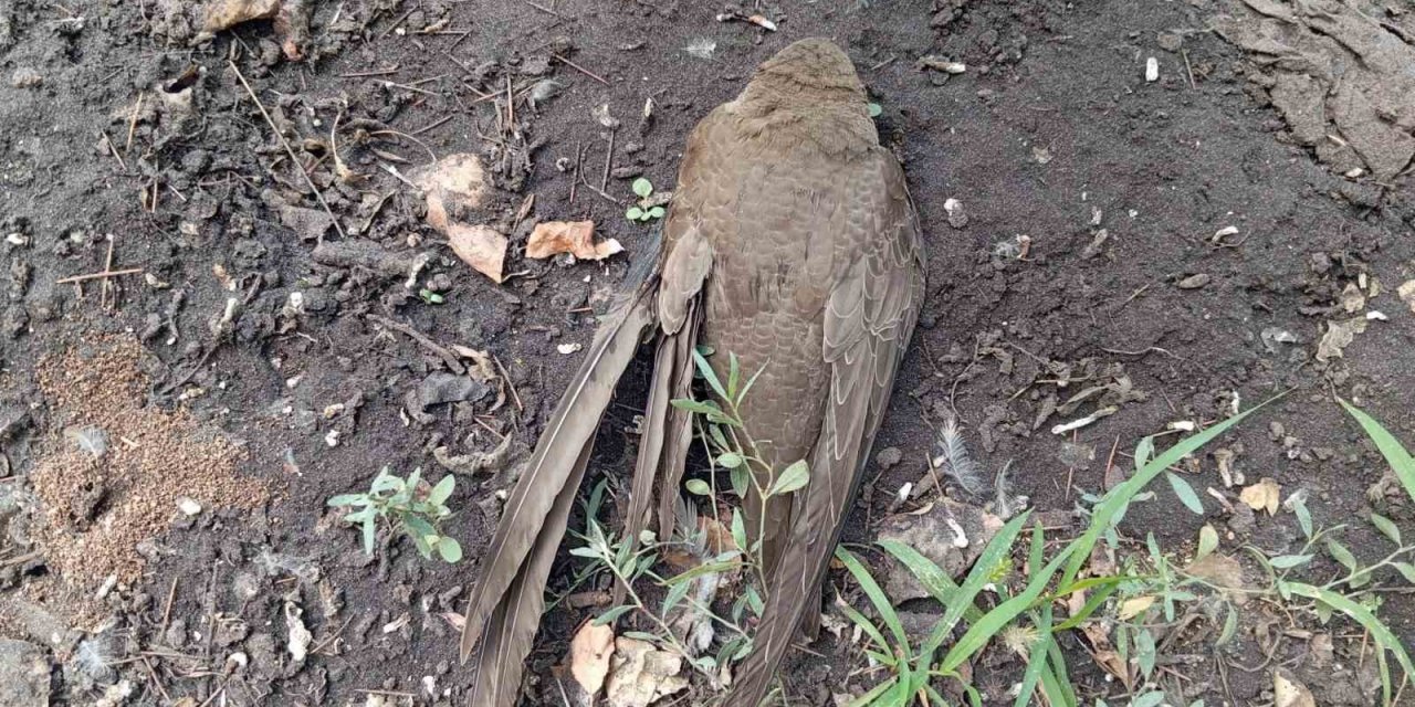 Bitkin halde bulduğu ebabil kuşunu besleyip, doğa koruma ekiplerine verdi