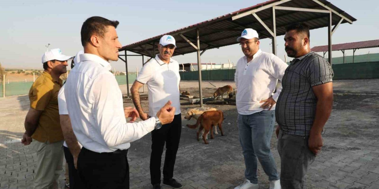 Eyyübiye'den sokak hayvanları sorununa çözüm