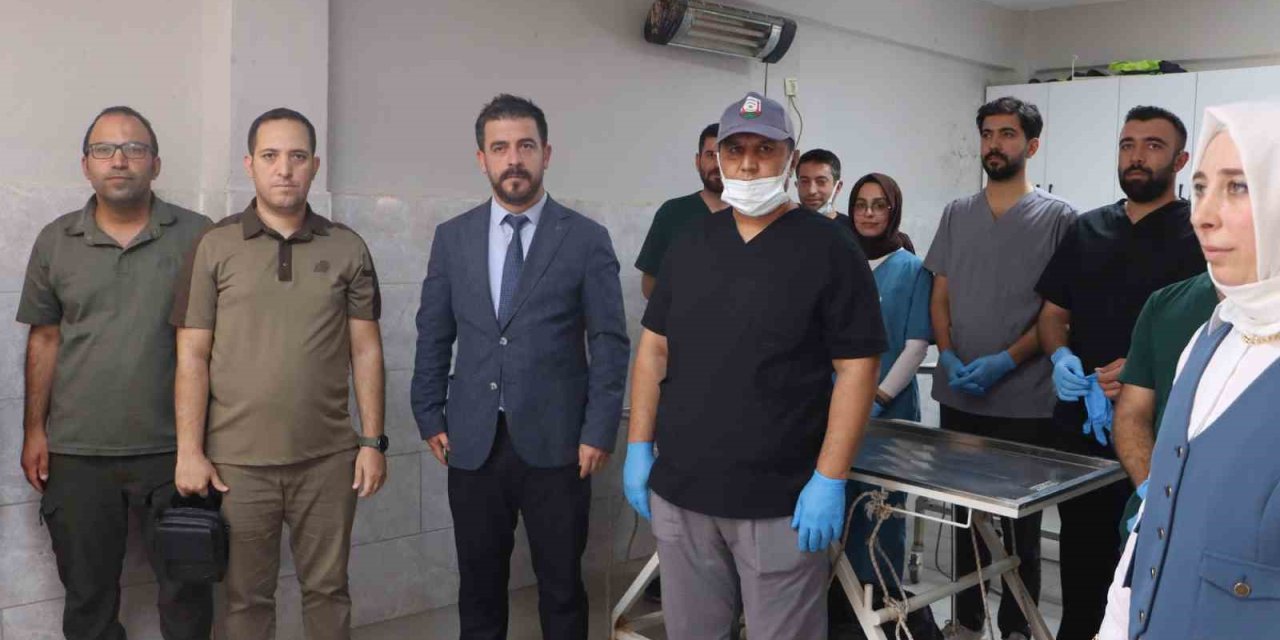 Şanlıurfa’da sokak hayvanları için doğal yaşam alanı ve kısırlaştırma seferberliği