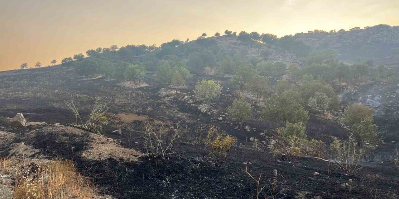 Diyarbakır’da merada başlayan yangın ormanlık alana sıçradı