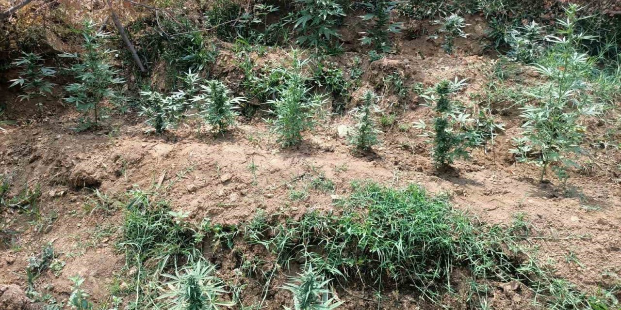 Bingöl’de uyuşturucuyla mücadele sürüyor