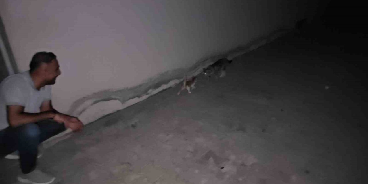 Otomobilin motor bölmesine giren yavru kedi 3 şehir dolaştı