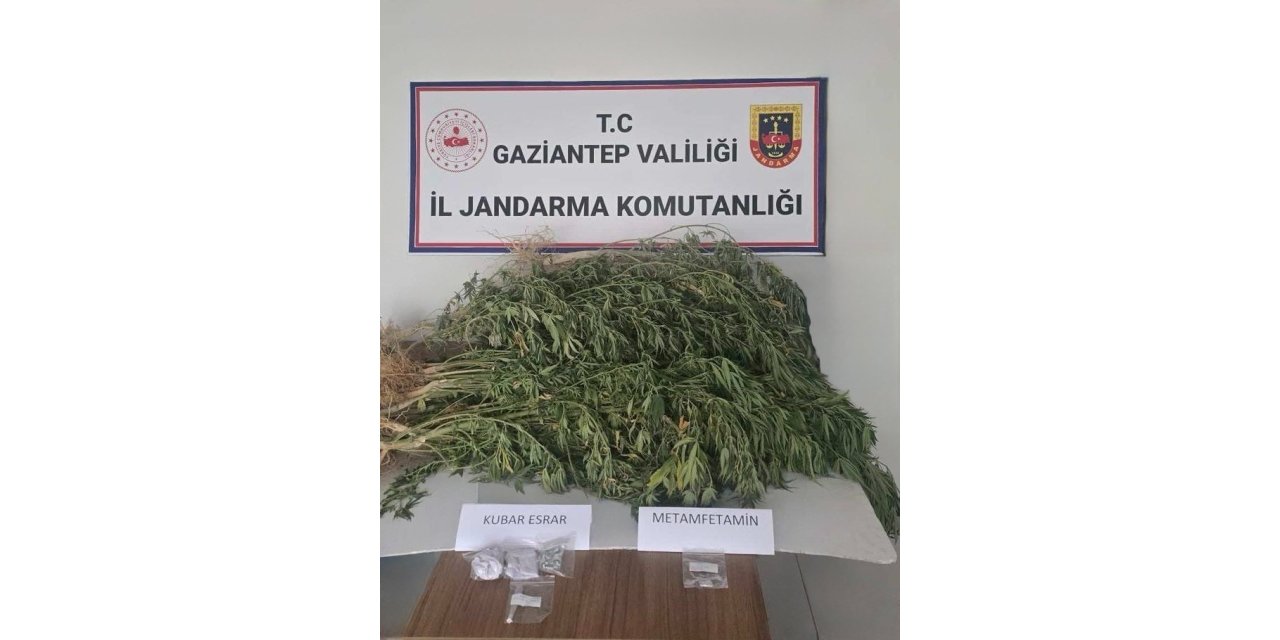 Gaziantep’te 145 kök kenevir yakalandı