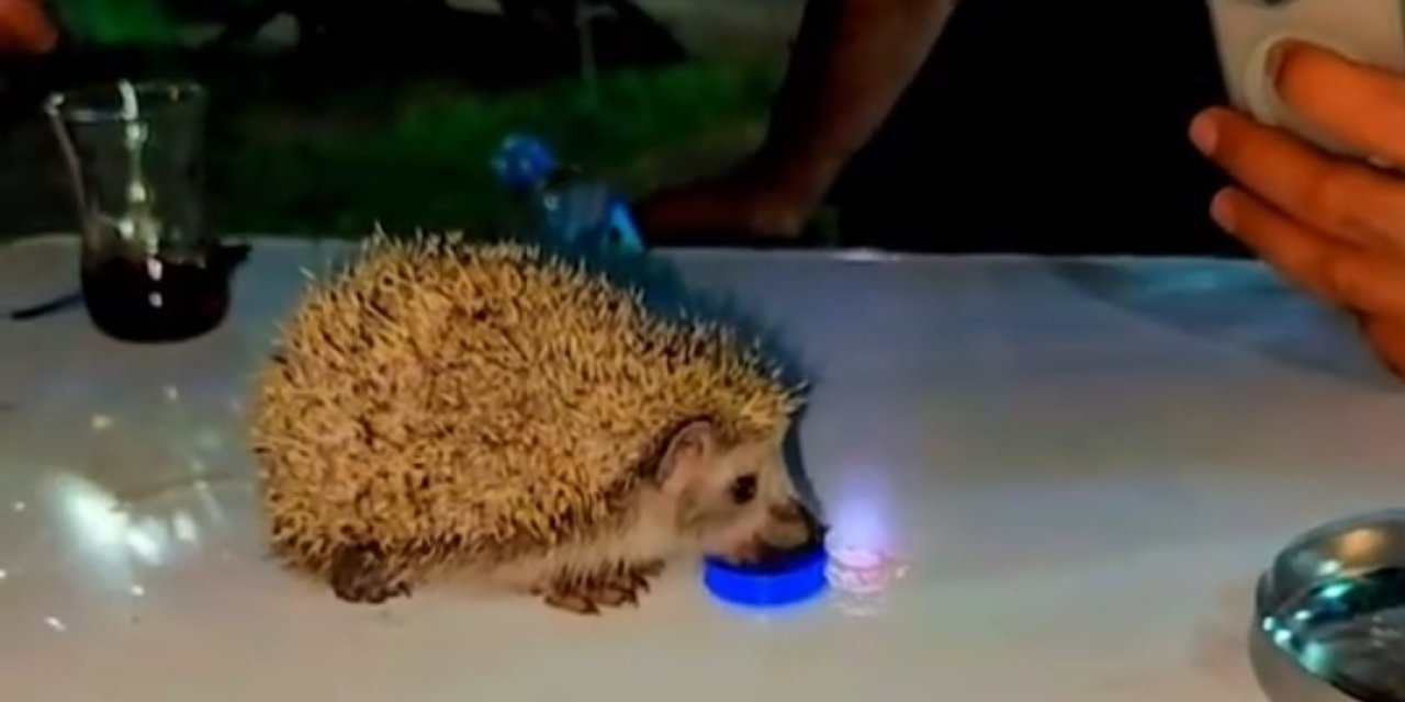 Siirt’te susayan kirpiye vatandaşlar su verdi