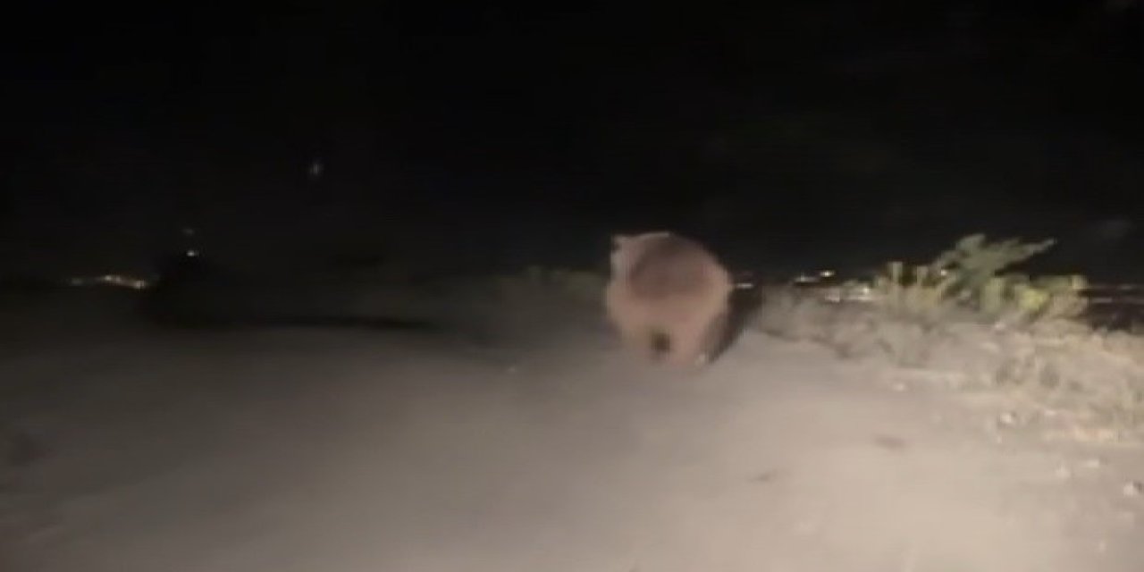 Erzincan’da boz ayı şehir yoluna indi