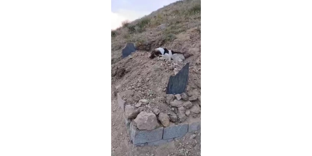 Vefa nöbeti: Sahibinin ardından günlerdir mezarı başında