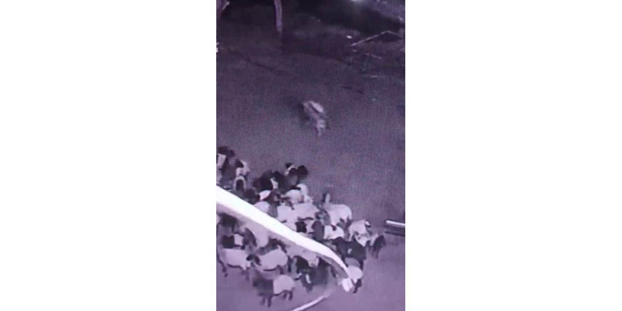 Batman’da ahıra giren kurt sürüye saldırdı