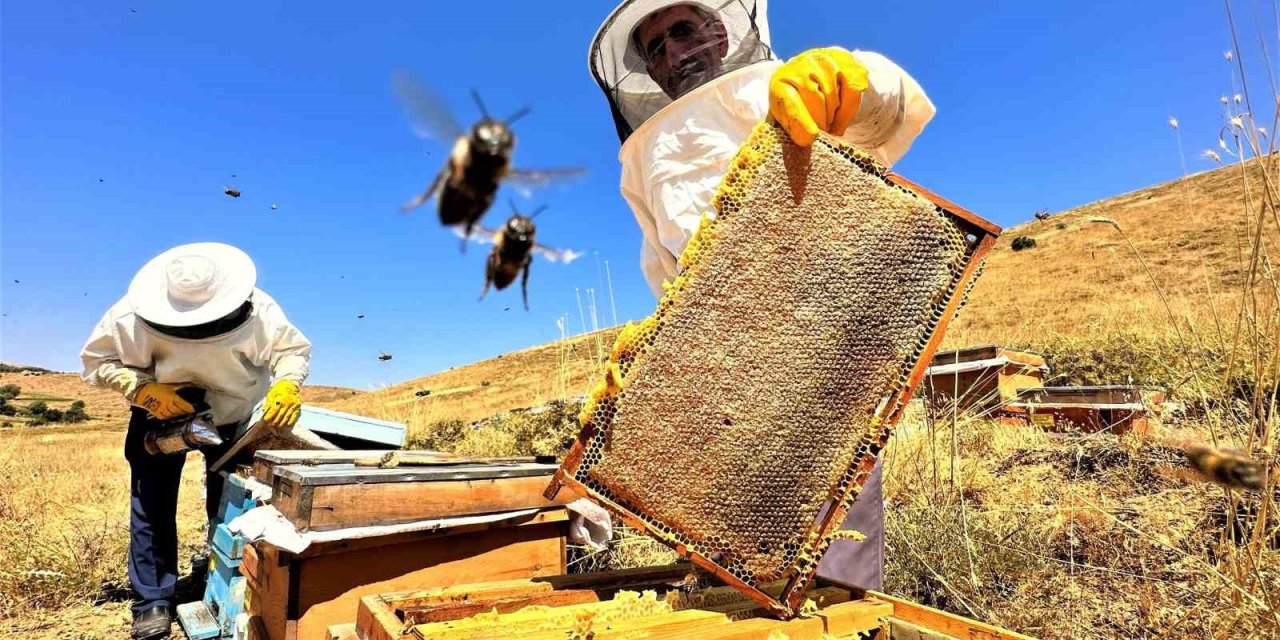 Sıcaklık ve iklim değişikliği bal rekoltesini düşürüyor