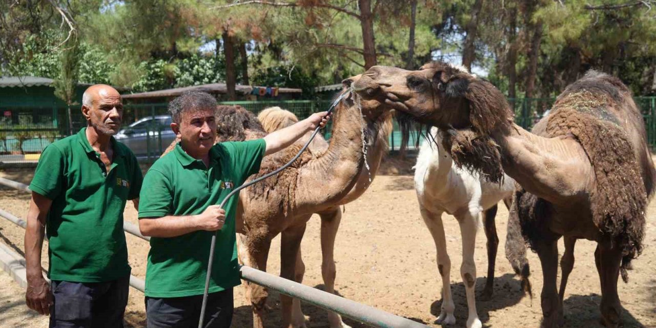 Gaziantep'te hayvanlar sıcak havada buzlu kokteylle serinliyor