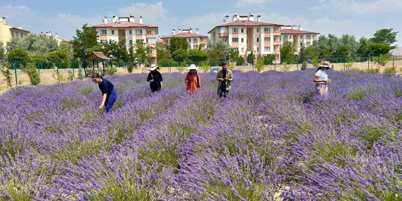 Van YYÜ’de 10 yılda 300 tür bitki yetiştirildi