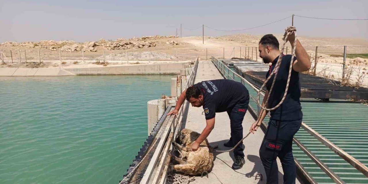 Şanlıurfa’da sulama kanalına düşen köpek kurtarıldı