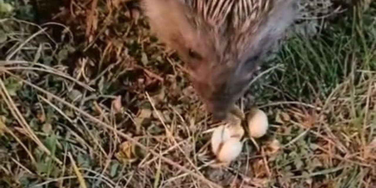 Elazığ’da kirpiyi fıstıkla beslediler