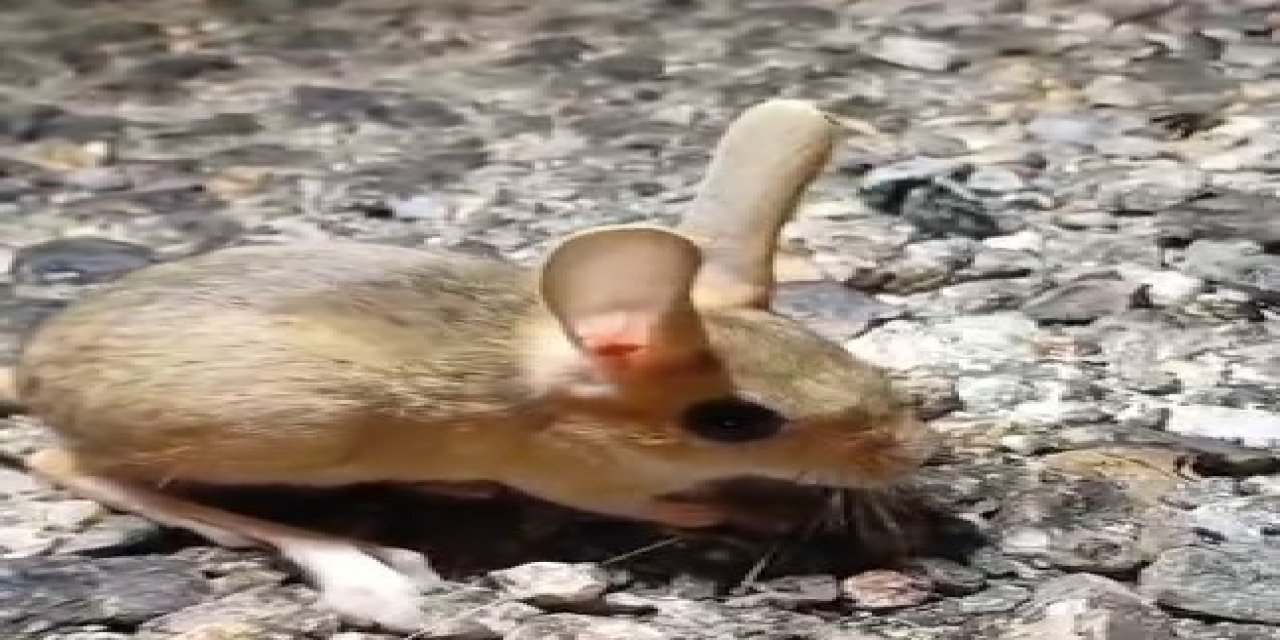 Kırmızı listede yer alıyor, Tunceli’de görüldü