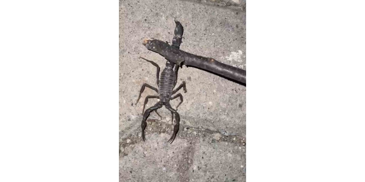 Batman’da köyü akrepler bastı