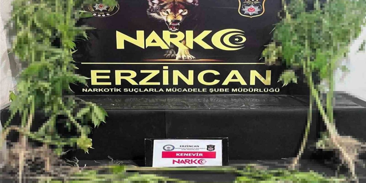 Erzincan’da 15 kök kenevir yakalandı