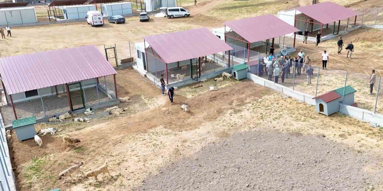 Bitlis’teki hayvan barınağı ve doğal yaşam alanı çalışmaları sürüyor