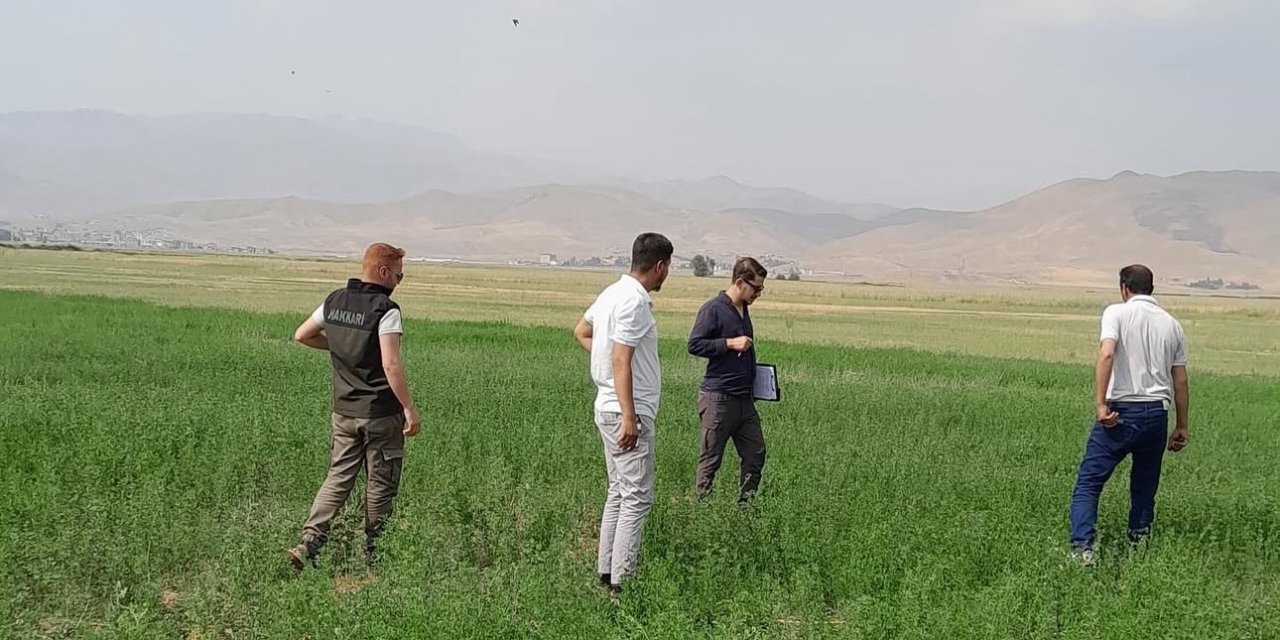 Yüksekova ovasında yem bitkileri incelendi