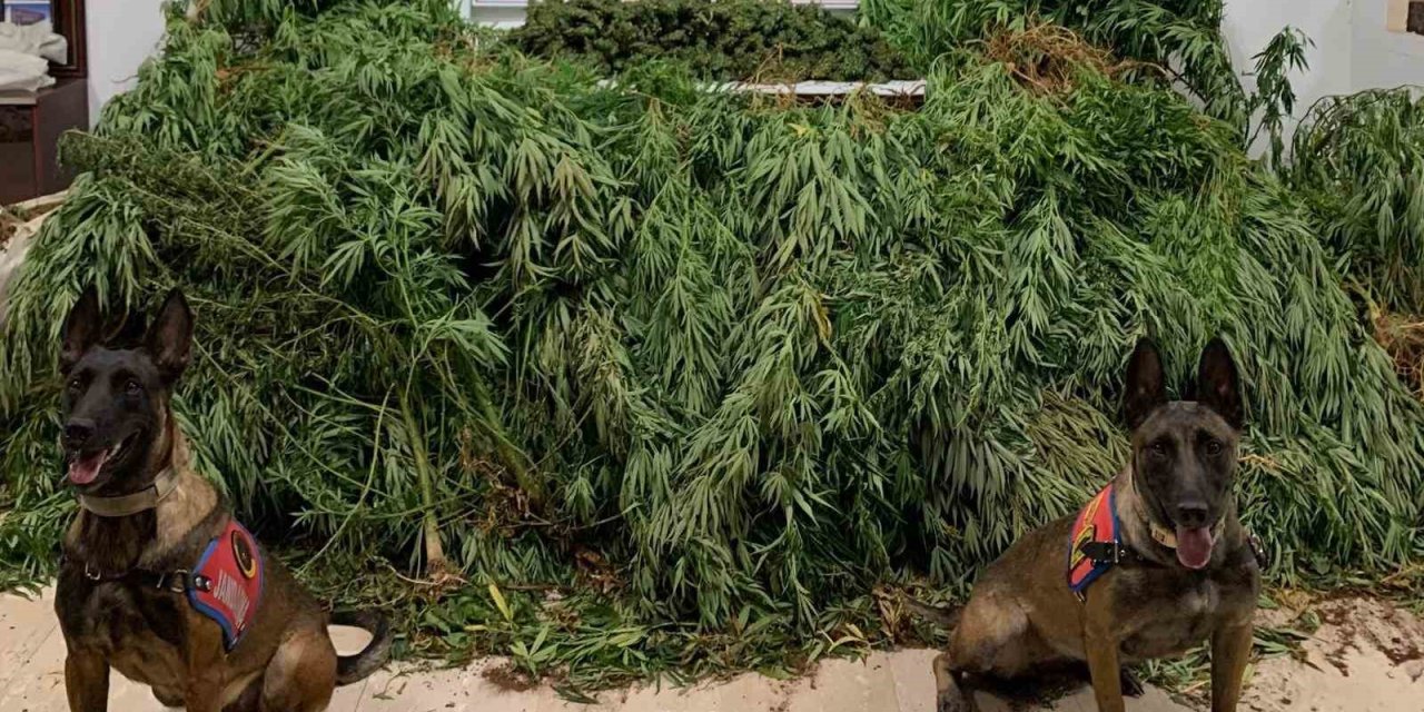 Urfa’da 11 kilo 200 gram esrar ele geçirildi