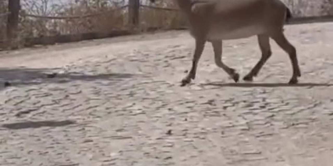 Tarihi Harput Mahallesi’nde dağ keçileri görüldü