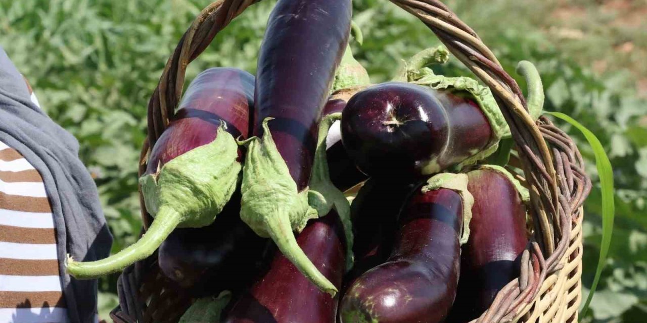 Urfa’da coğrafi işaretli ürünlerin hasadı başladı