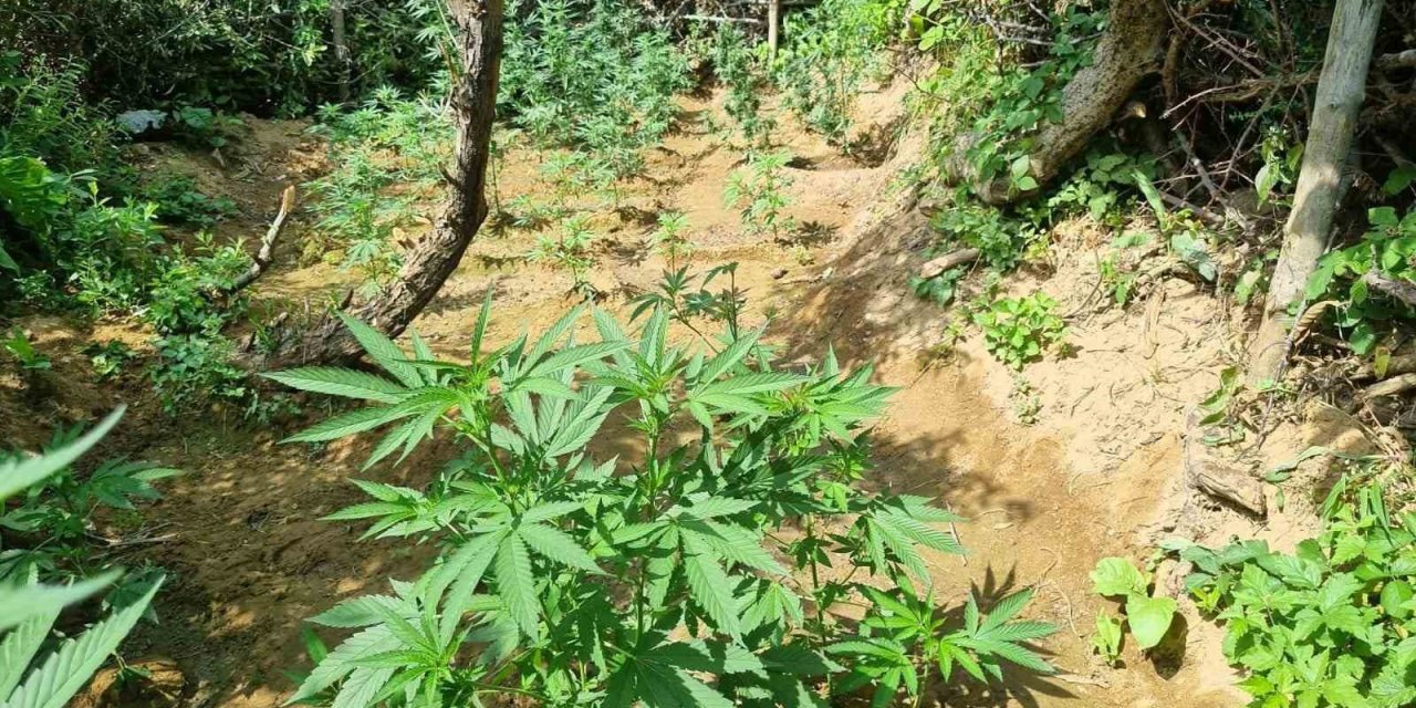 Bingöl’de bin 696 kök kenevir bitkisi ele geçirildi