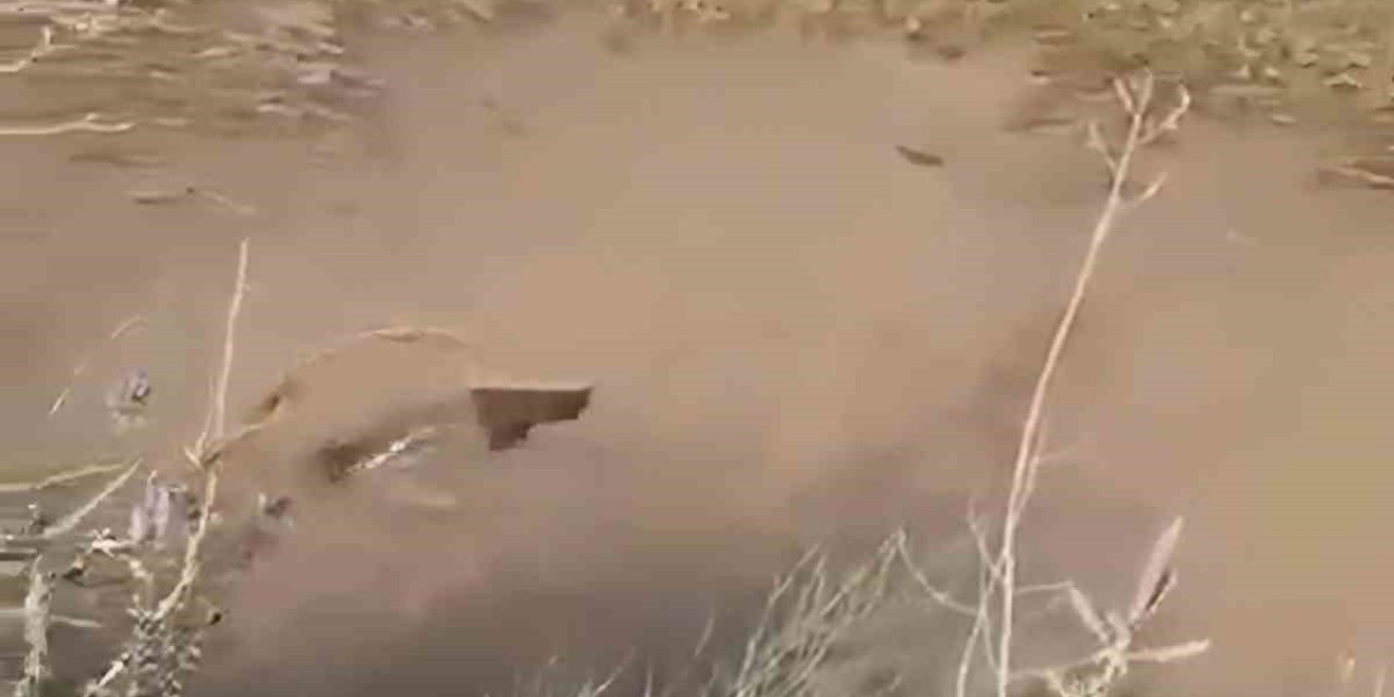 Kurtalan'da su samuru görüldü