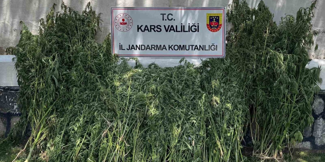 Kars’ta 42 bin 658 kök kenevir ele geçirildi